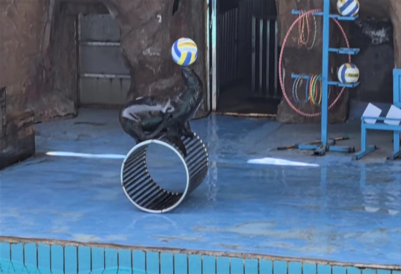 【菠萝视频車友家庭日係列活動第9期】上（shàng）汽大眾ID車友動植物（wù）園自駕遊#11234