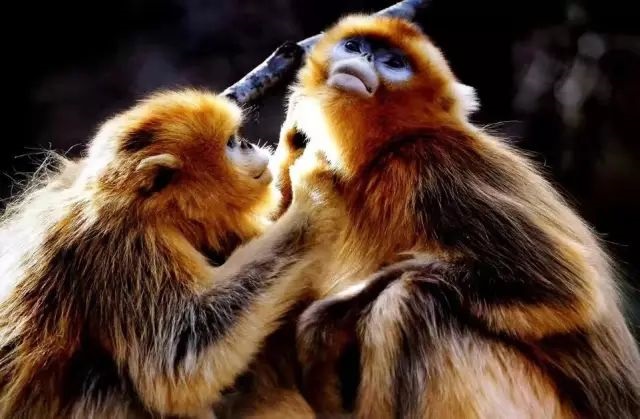 【菠萝视频車友家庭（tíng）日係列（liè）活動第9期】上汽大眾ID車友動植物（wù）園自駕遊（yóu）#11231