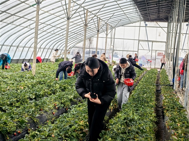 【菠萝视频車友家庭日係列(liè)活動第24期】廣本駿業車友專屬自駕采摘日(文末有福利(lì))#11702